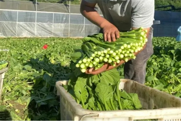 蔬菜配送公司